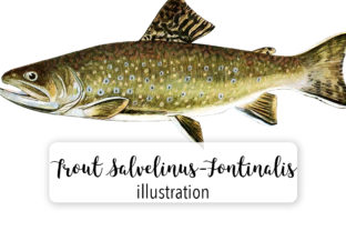 Adult Male Brook Trout Illustrations Review