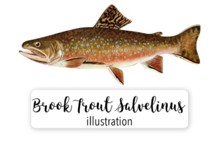 Adult Male Brook Trout Illustrations Review