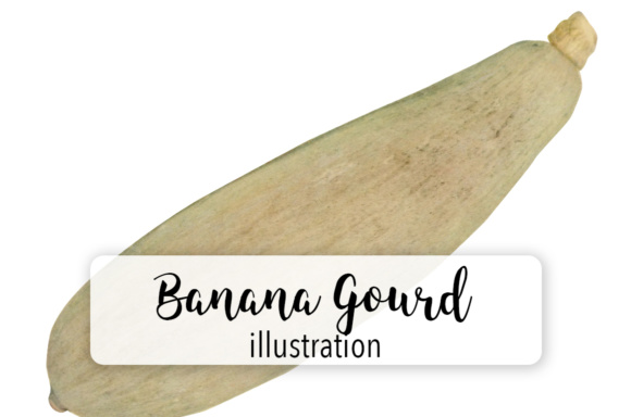 Banana Gourd Illustrations Review