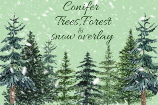 Conifers Trees Clipart: Fresh Illustrations