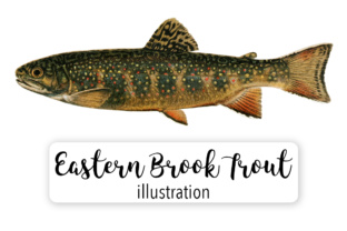 Eastern Brook Trout Illustrations for Branding