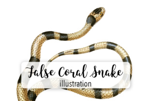 False Coral Snake Illustrations Review