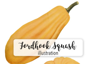 Fordhook Squash and Perfect Gem Graphic Review