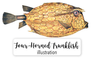 Four Horned Trunkfish Illustrations Review