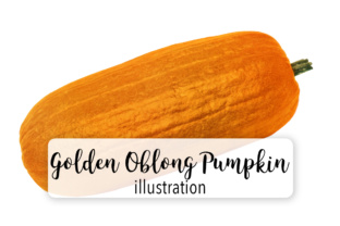 Golden Oblong Pumpkin Illustrations Review