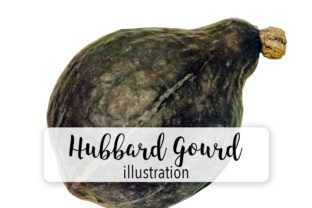 Hubbard Gourd Autumn Harvest Illustrations