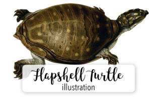 Indian Flapshell Turtle Illustrations for Brands