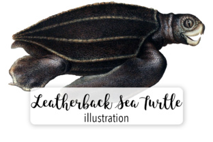 Leatherback Sea Turtle Illustrations Review