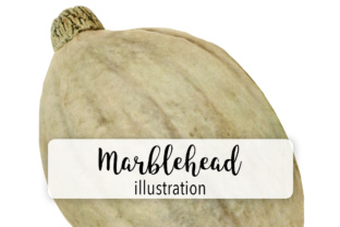 Marblehead Squash Illustrations Review