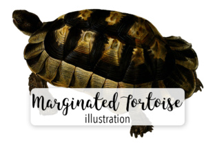 Marginated Tortoise Craft Illustrations Review