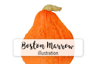 Pumpkin Boston Marrow Illustrations Review