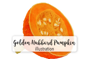 Pumpkin Golden Hubbard Graphic & Illustrations