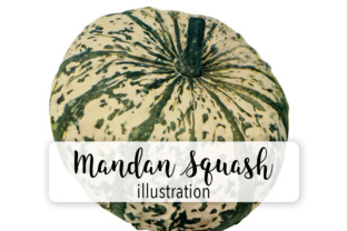 Pumpkin - Mandan Squash Illustrations