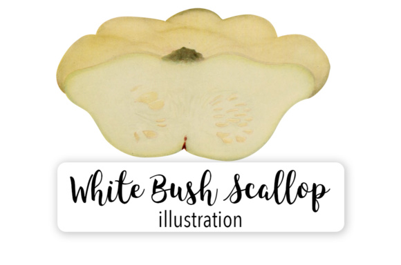 Pumpkin White Bush Scallop Illustrations