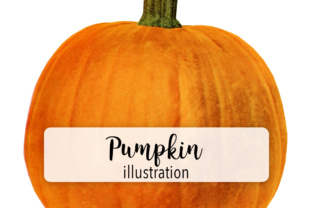 Pumpkins Three Illustrations for Local Brands