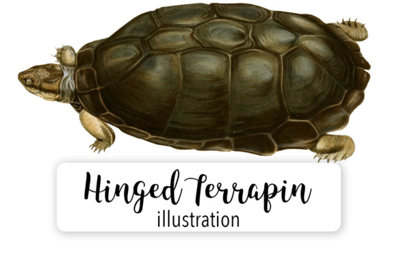 Serrated Hinged Terrapin Illustrations Review