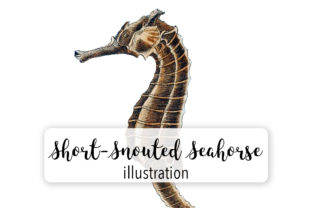 Short Snouded Seashorse Illustrations Review