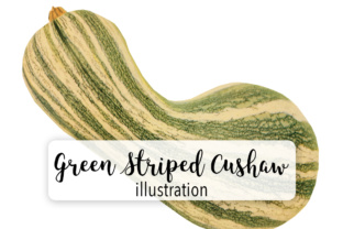 Squash Green Striped Cushaw Illustrations