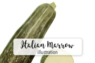 Squash - Italian Vegetable Marrow Illustrations