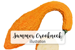 Summer Crookneck Squash Embroidery Review