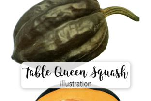 Table Queen Squash Illustrations Review