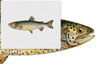 Tahoe Trout Salmo Henshawi Illustrations