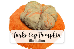 Turks Cap Pumpkin Illustrations Review