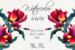 Watercolor Iris Flowers Illustrations Review